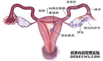 输卵管粘连的临床表现